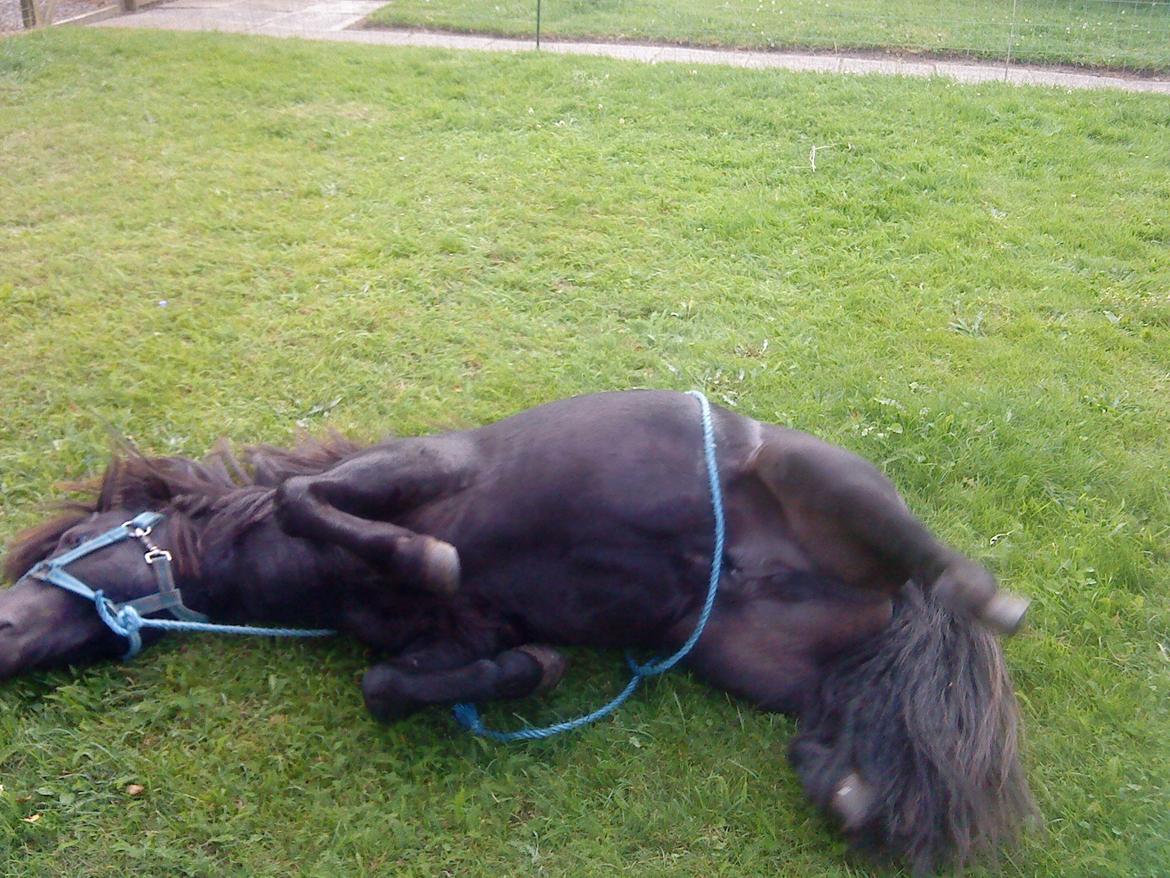 Miniature kim buller håber du har det godt<333333333 billede 8