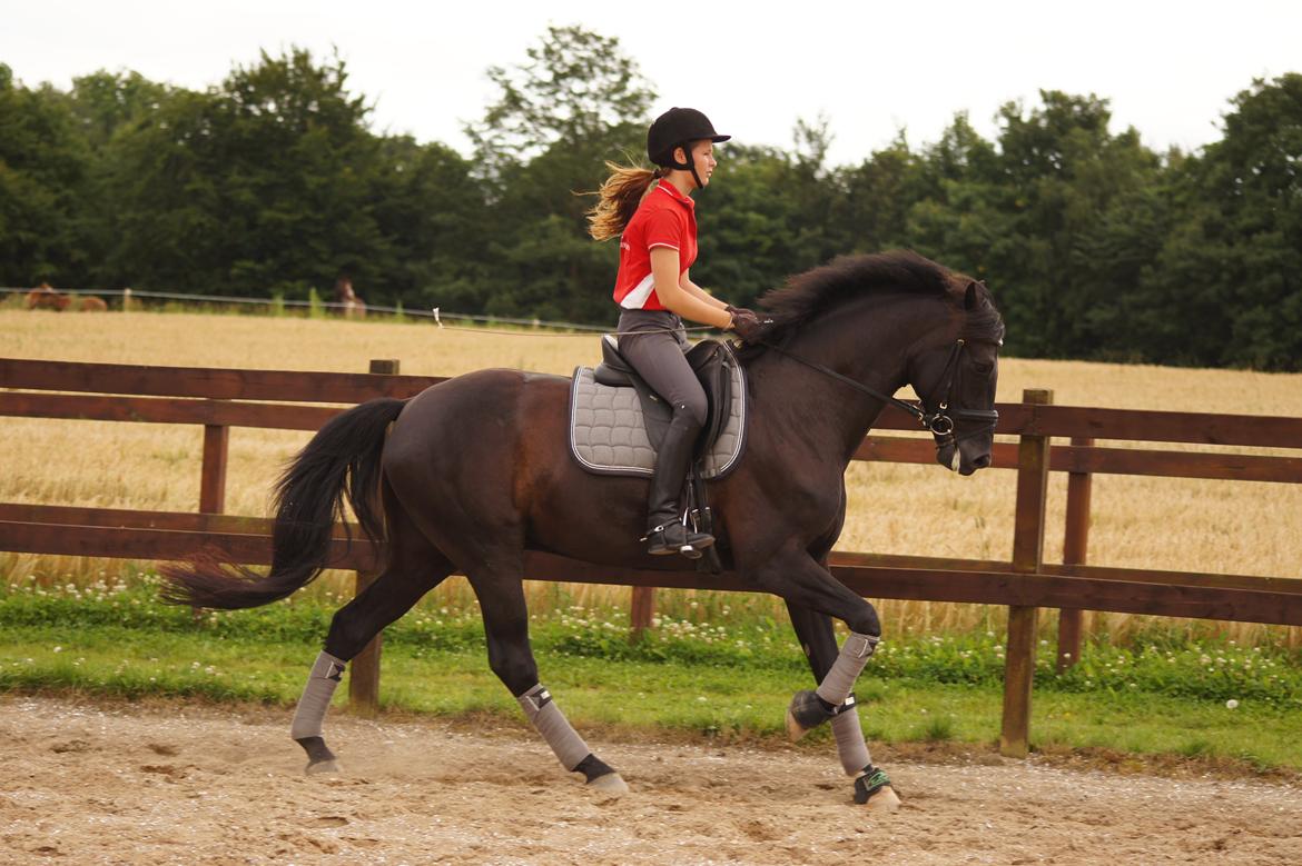 Dansk Varmblod Gørklintgårds Schufro Boy billede 9