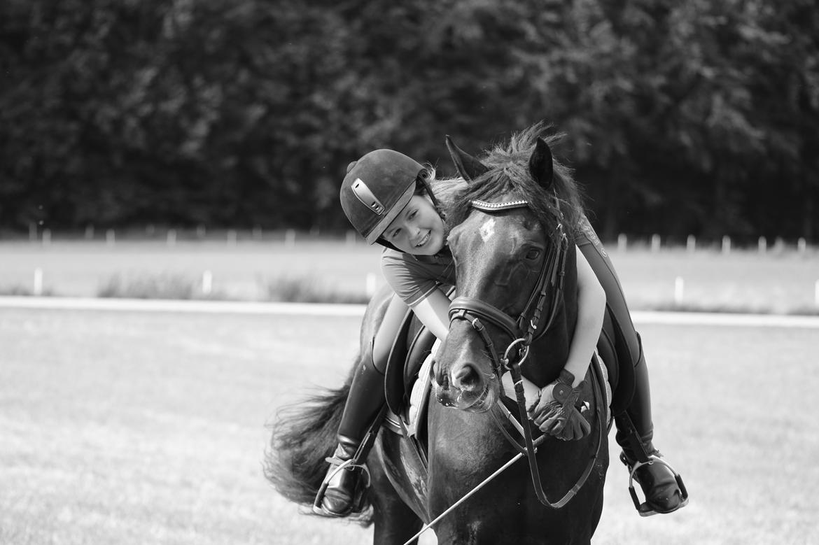 Dansk Varmblod Gørklintgårds Schufro Boy billede 13