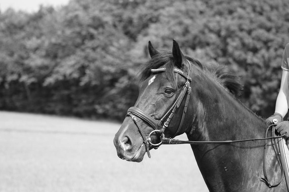 Dansk Varmblod Gørklintgårds Schufro Boy billede 15