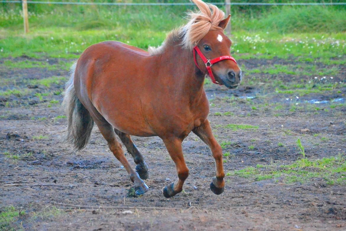 Shetlænder Isabella<3 billede 11