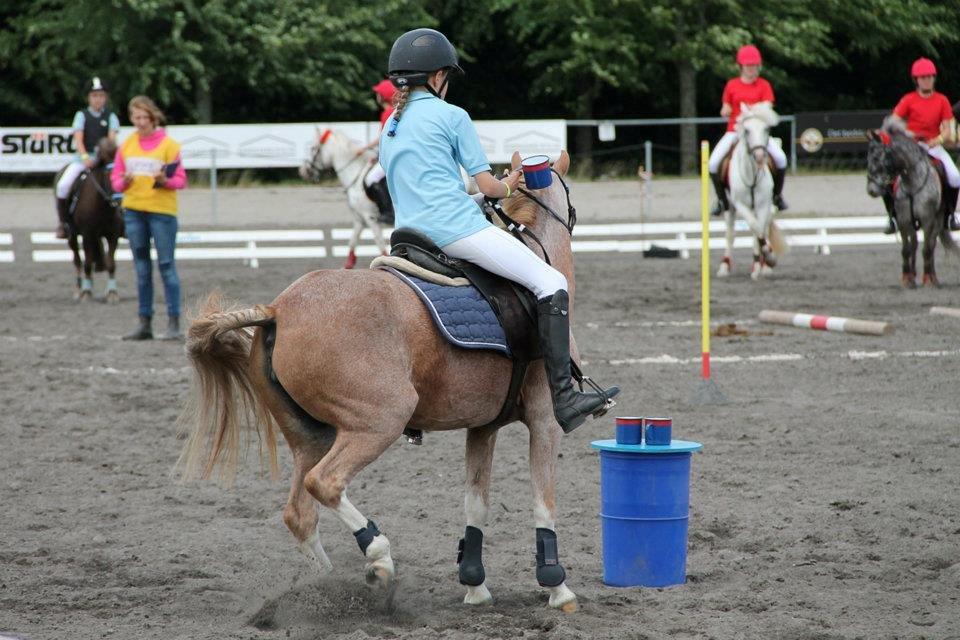 Welsh Mountain (sec A) Flying Lady billede 13