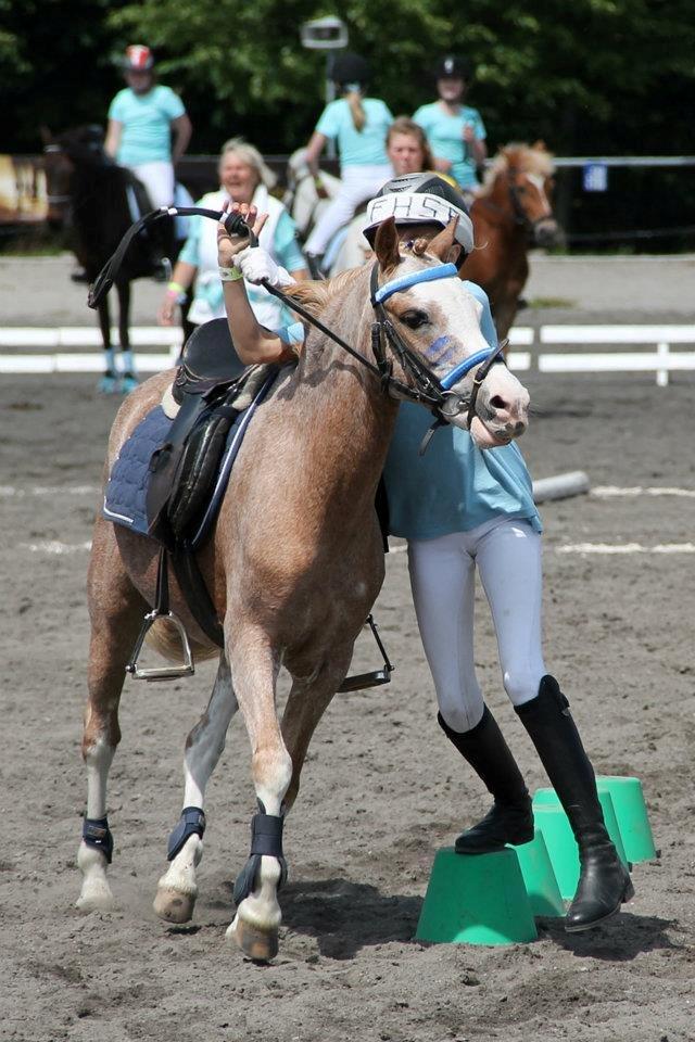 Welsh Mountain (sec A) Flying Lady billede 17