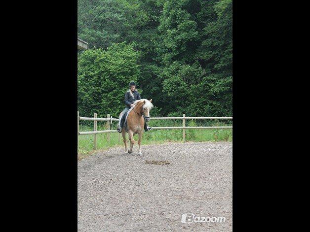 Haflinger Lucky billede 11