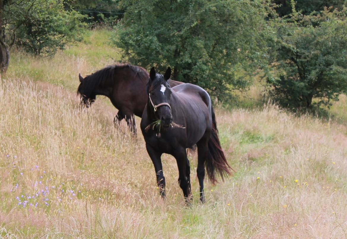 Trakehner Elvira Madigan - - 30/7-12 billede 12