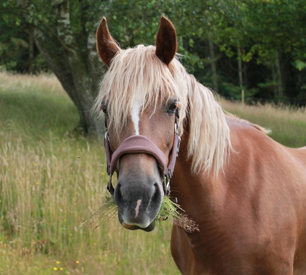 Welsh Cob (sec D) Sirius-S [Rider] - - 30/7-12 billede 9