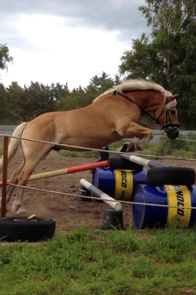 Haflinger Mikado billede 20