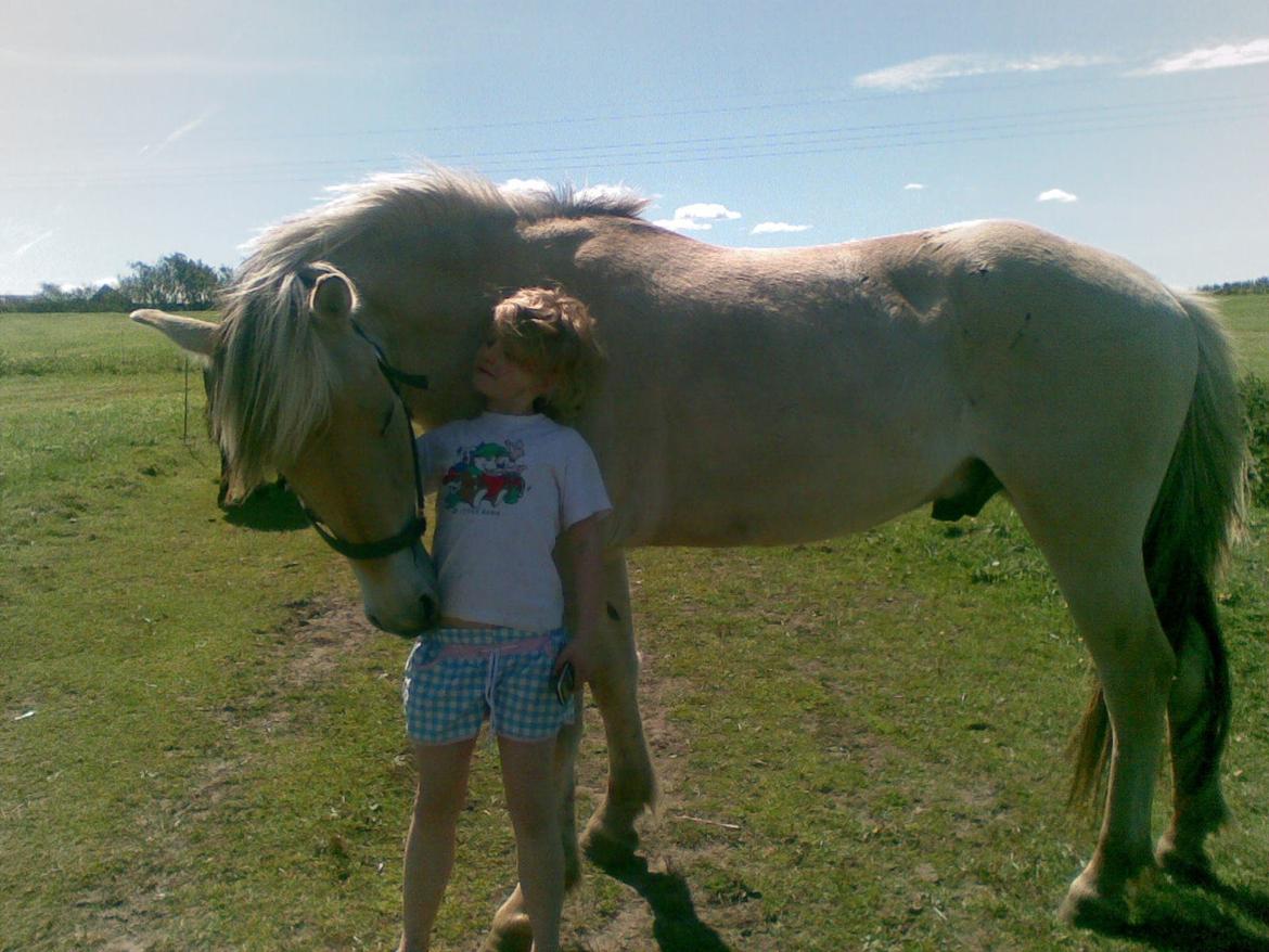 Fjordhest Kashmir billede 6