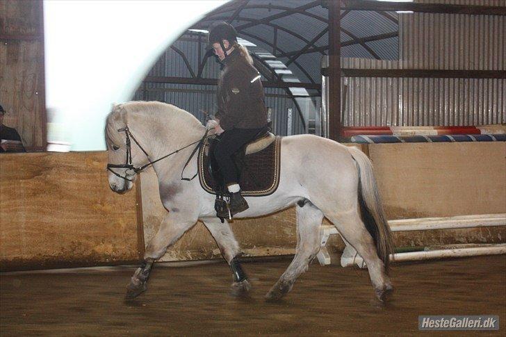 Fjordhest Kashmir billede 20