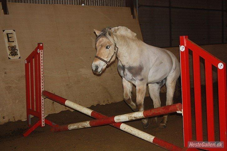 Fjordhest Kashmir billede 17