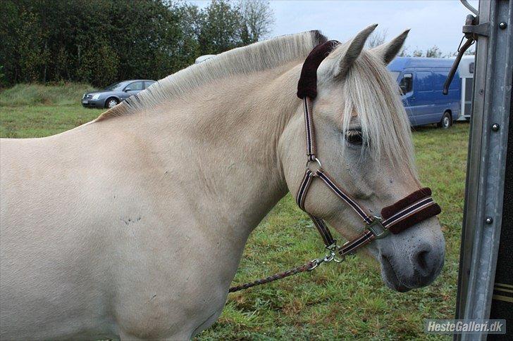 Fjordhest Kashmir billede 10