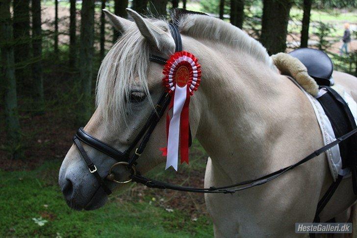 Fjordhest Kashmir billede 4