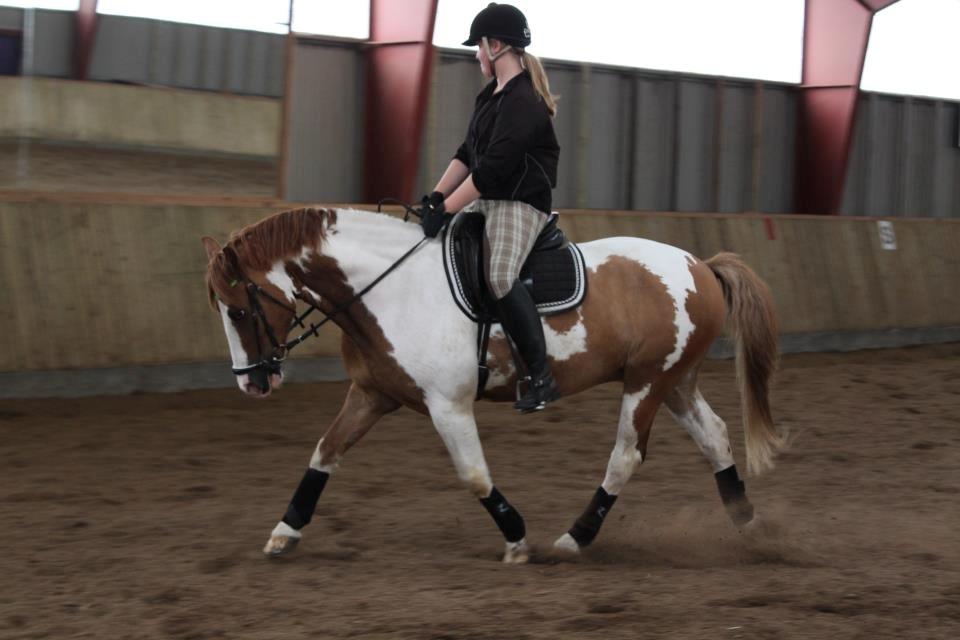 Pinto / haflinger indiana jones - træning d 2/8-12 
billede er taget af: Emilie sahra jørgensen  billede 9