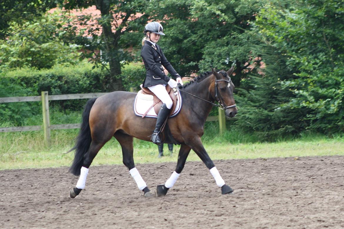 New Forest SØGÅRDENS U-TURN  ** B-pony**  billede 8