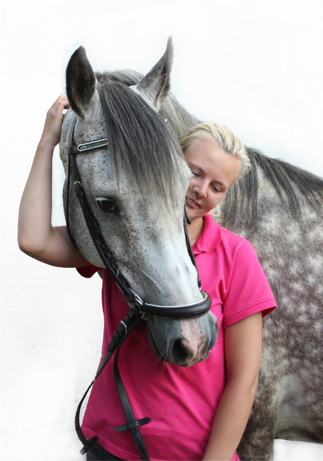 Arabisk fuldblod (OX) Milton billede 4