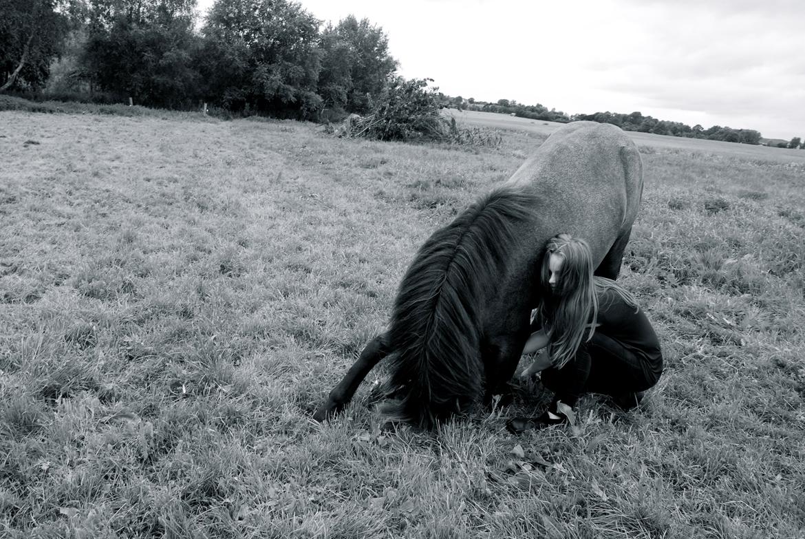 Islænder Sigmundur fra Vindinghoved - Whoever said that diamonds are a girls best friend..

- Never owned a horse billede 16