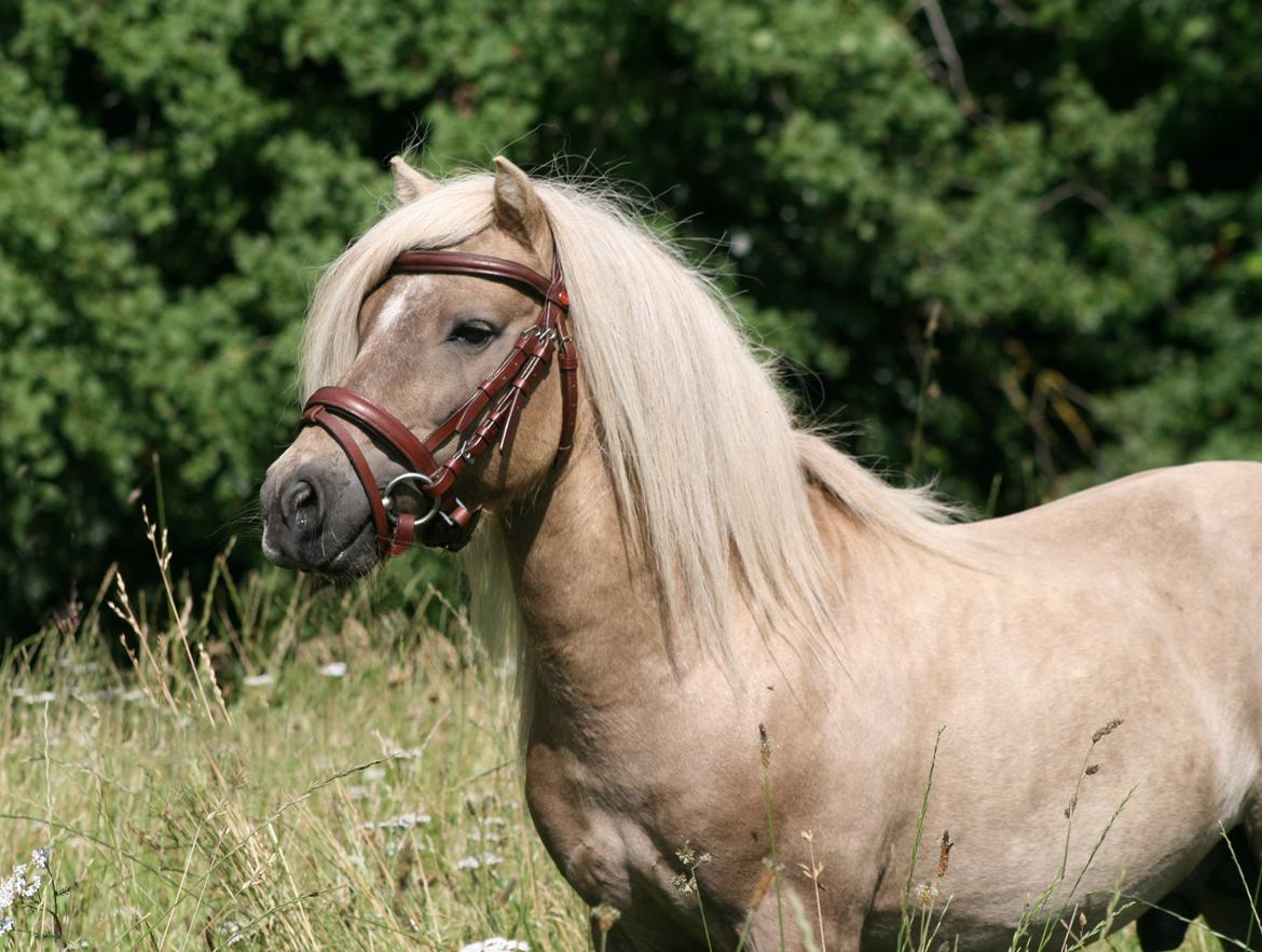 Shetlænder Remco V.D. Kastanje - Avlshingst billede 18
