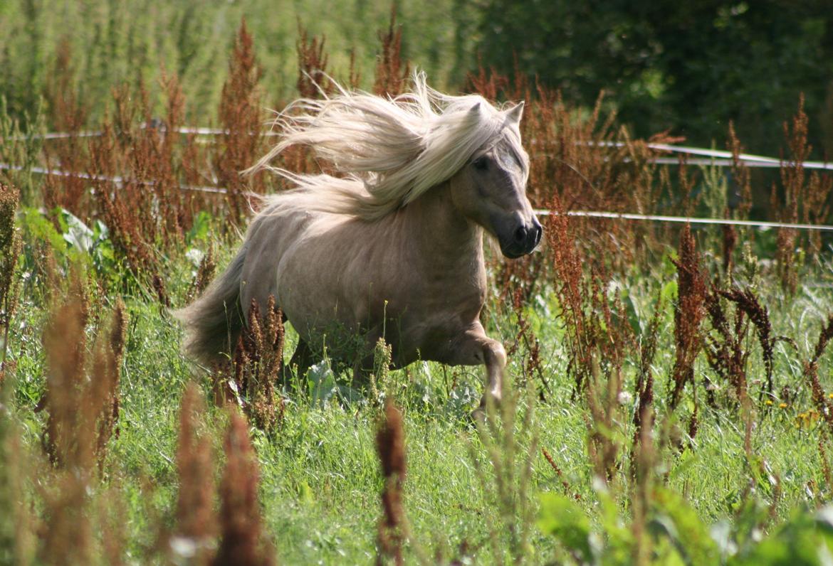 Shetlænder Remco V.D. Kastanje - Avlshingst billede 20