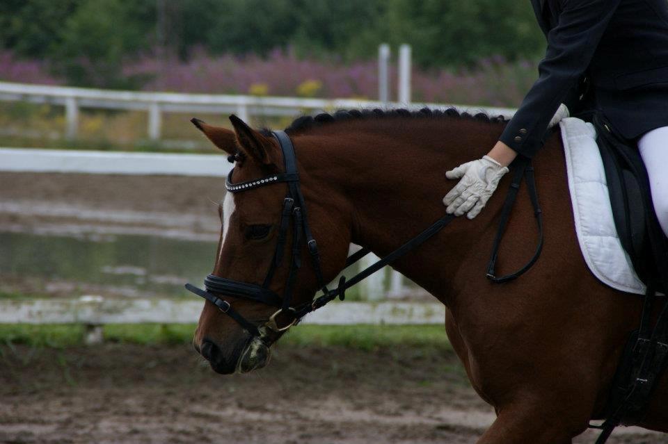 New Forest Birkilds Veronica - Dressage is a mirror of your soul....<3 billede 9