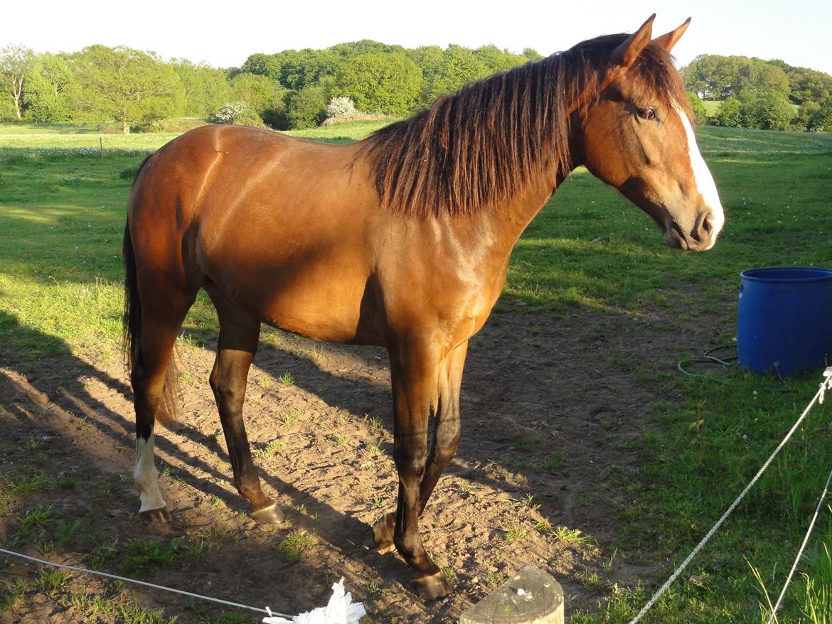 Oldenborg Susan Smed - Susan sommer 2012 billede 6