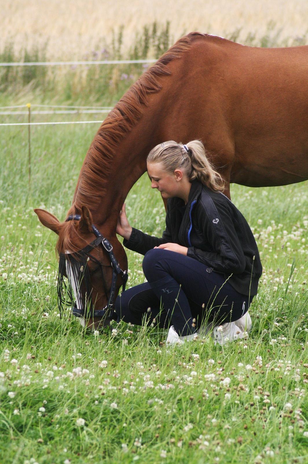 Hollandsk Sportspony Karimh J.V. *B-Pony* - En måned før det her billede er taget, vidste ingen om du nogensinde ville overleve din skade! :') billede 16
