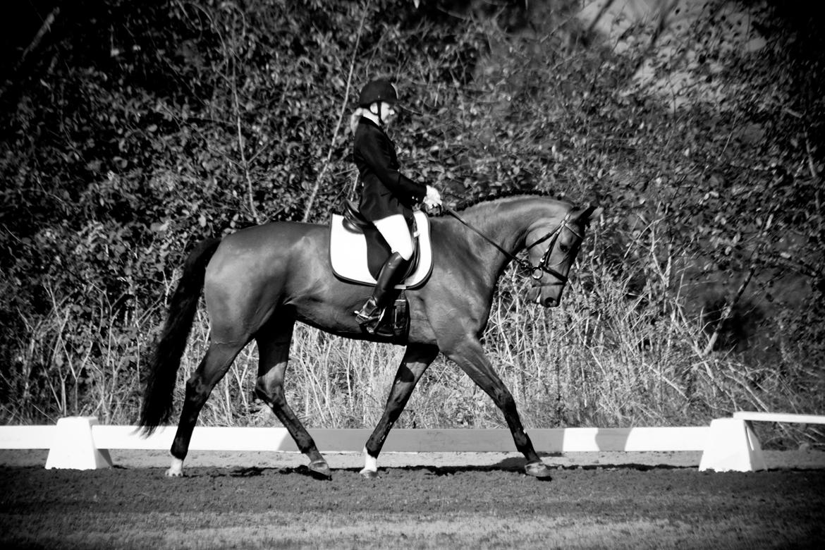 Hannoveraner Festina billede 2