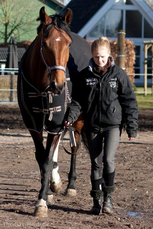 Hannoveraner Festina billede 9