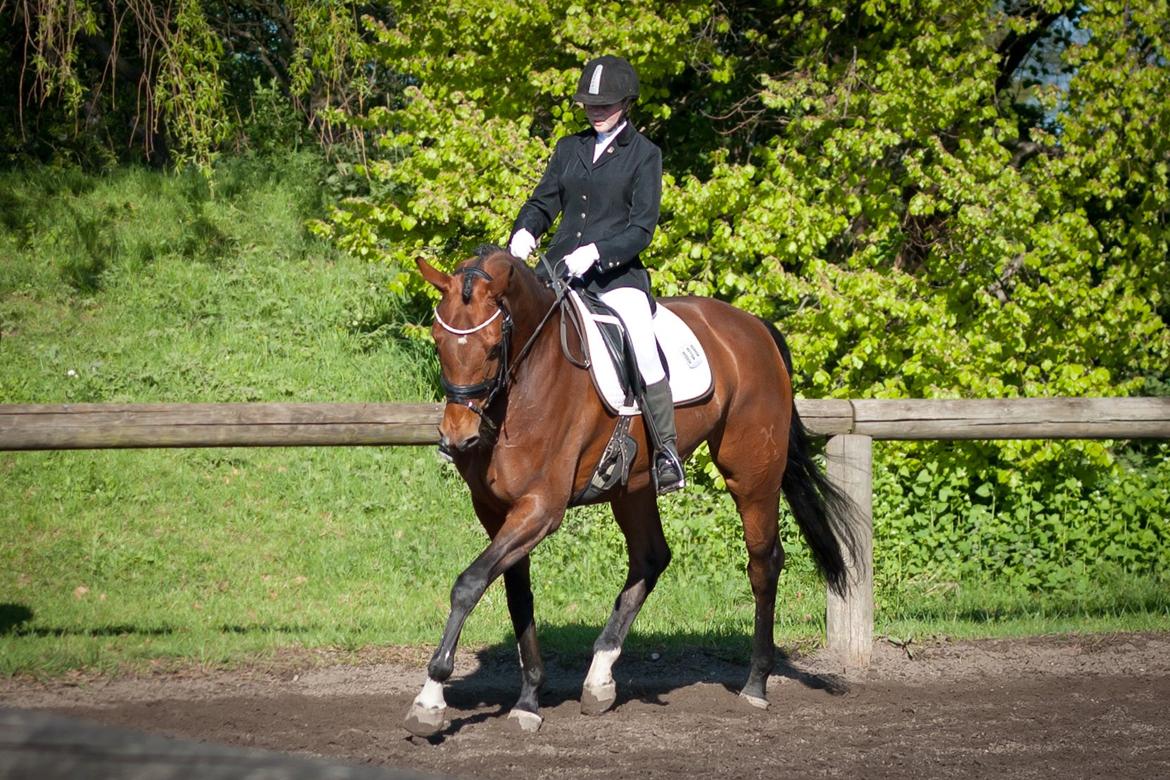 Hannoveraner Festina billede 7