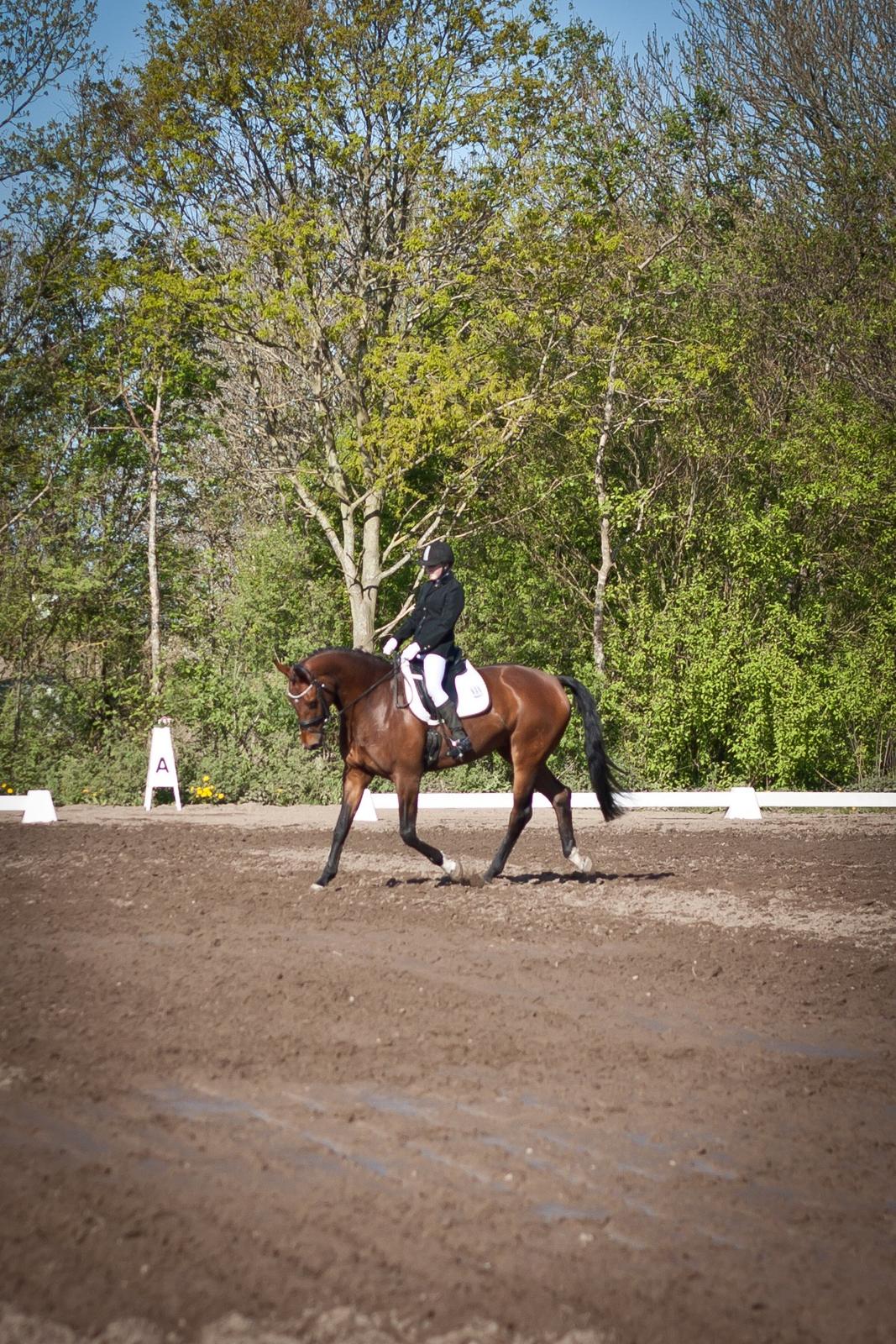 Hannoveraner Festina billede 5