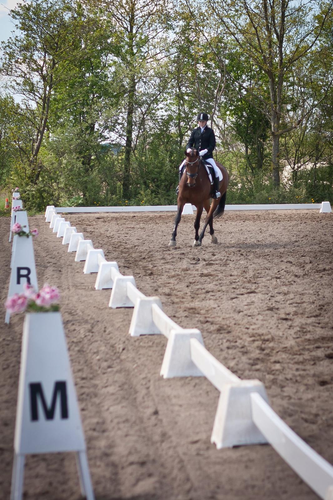 Hannoveraner Festina billede 3