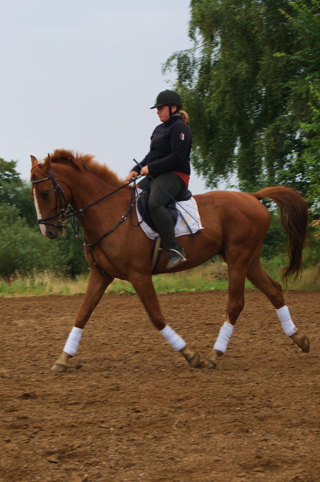 Dansk Varmblod Dahl's kenzo billede 1