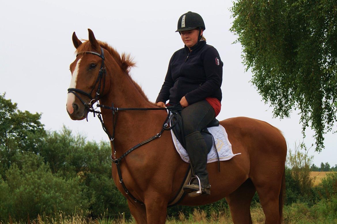 Dansk Varmblod Dahl's kenzo billede 2