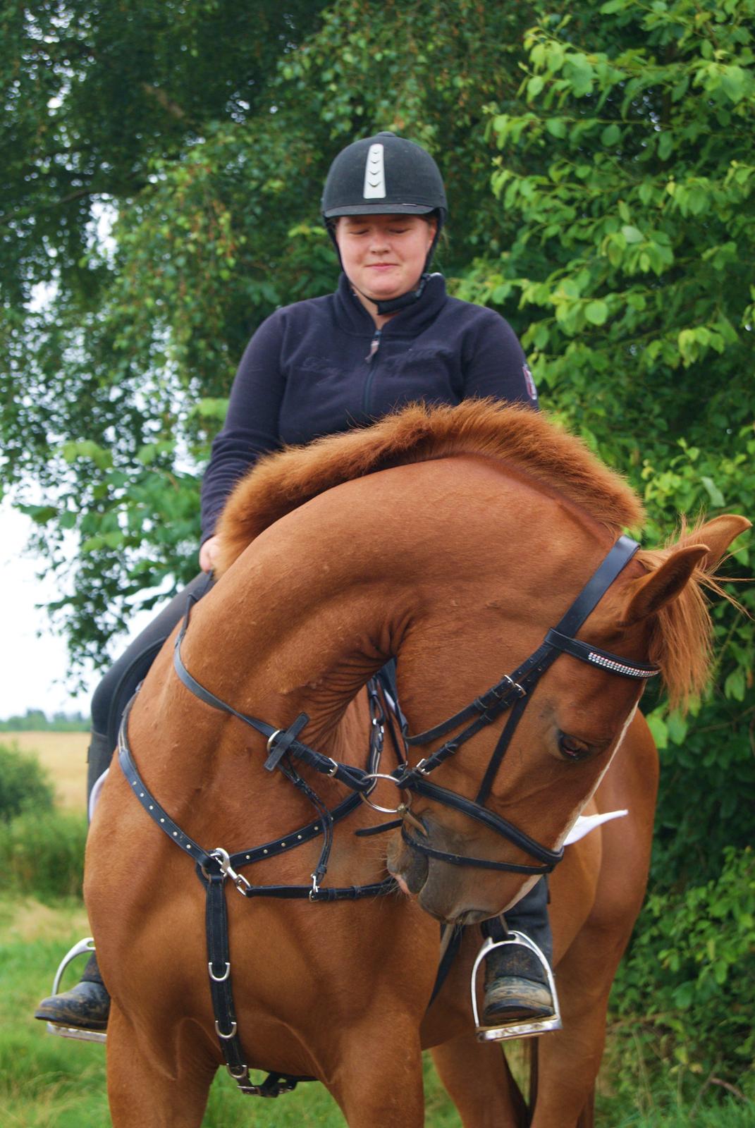 Dansk Varmblod Dahl's kenzo billede 3