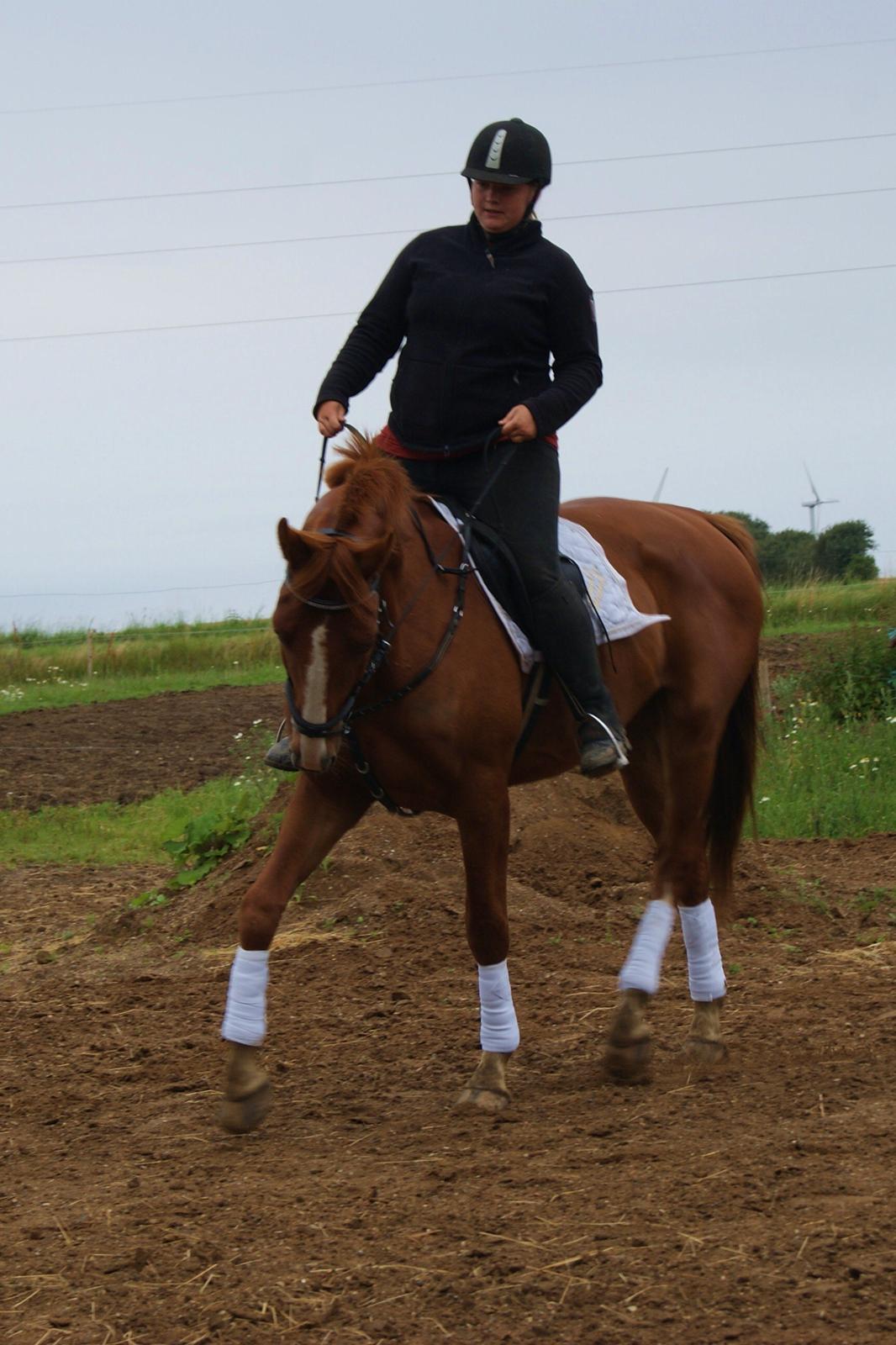 Dansk Varmblod Dahl's kenzo billede 4