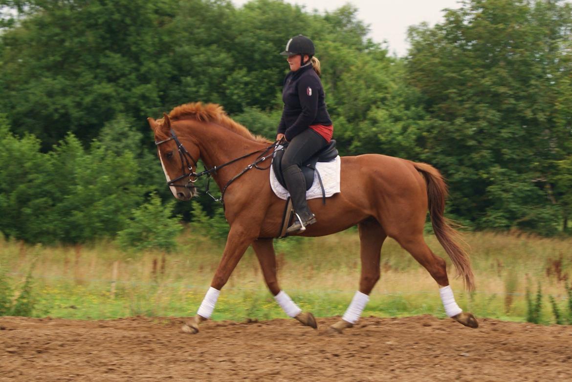 Dansk Varmblod Dahl's kenzo billede 5