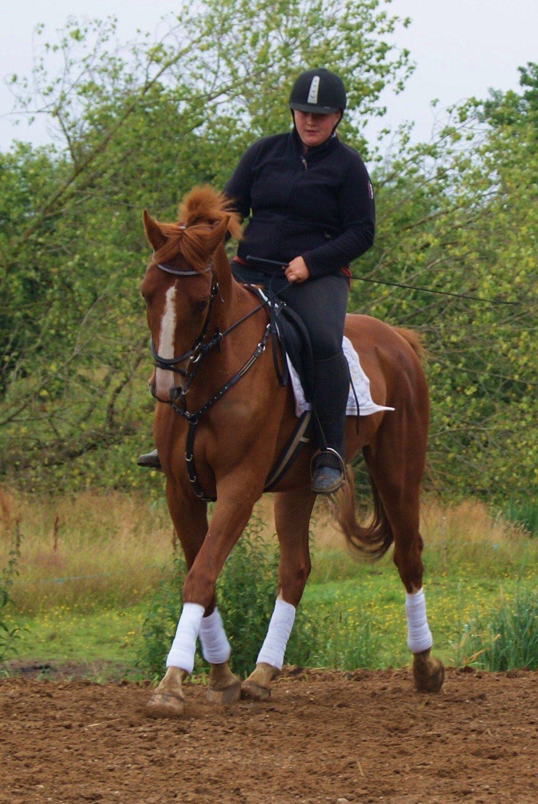 Dansk Varmblod Dahl's kenzo billede 6