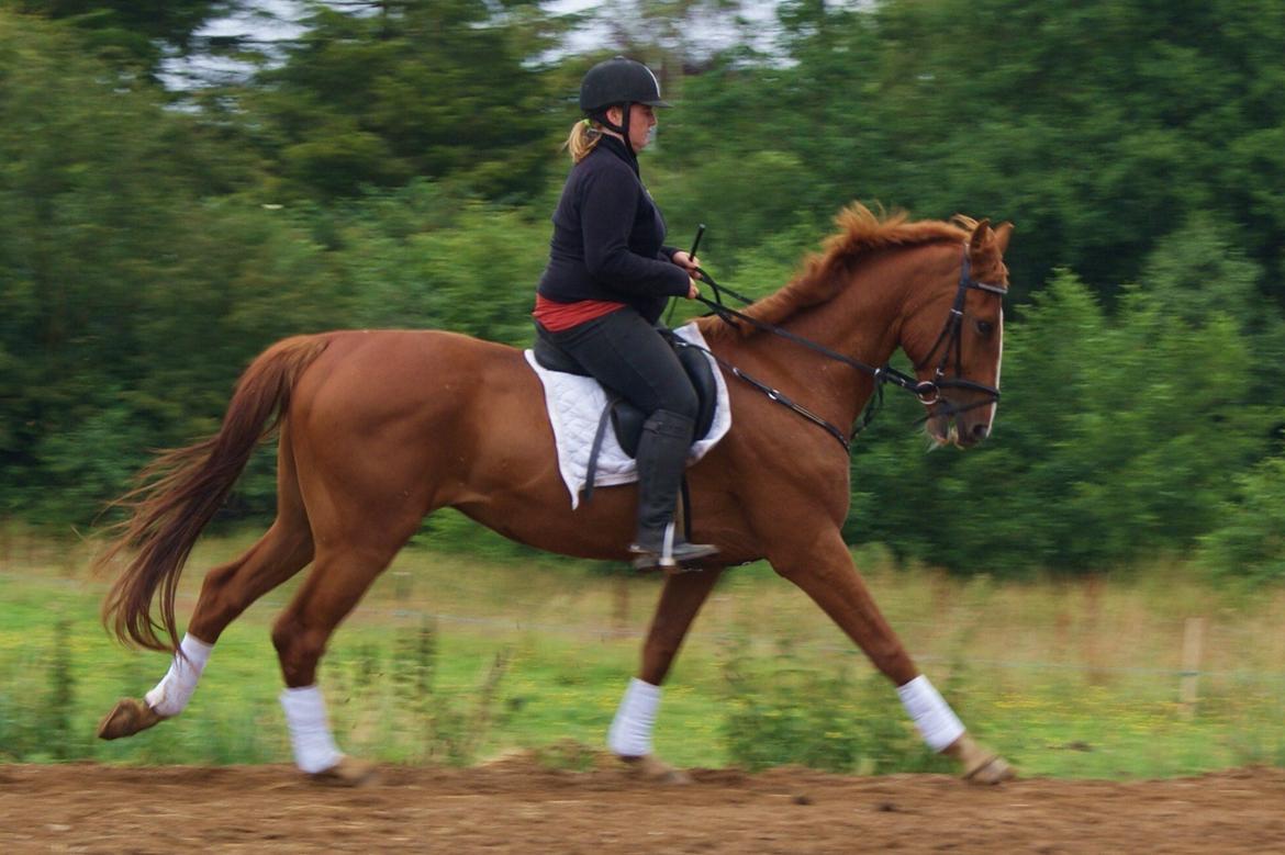 Dansk Varmblod Dahl's kenzo billede 7