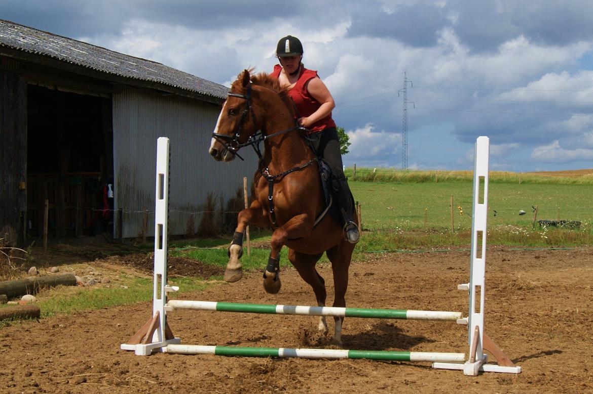 Dansk Varmblod Dahl's kenzo billede 8