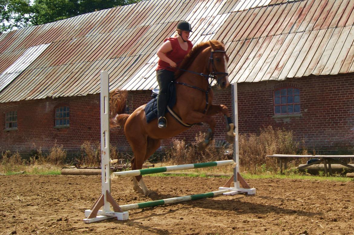 Dansk Varmblod Dahl's kenzo billede 9