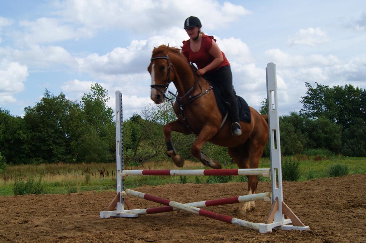 Dansk Varmblod Dahl's kenzo billede 10