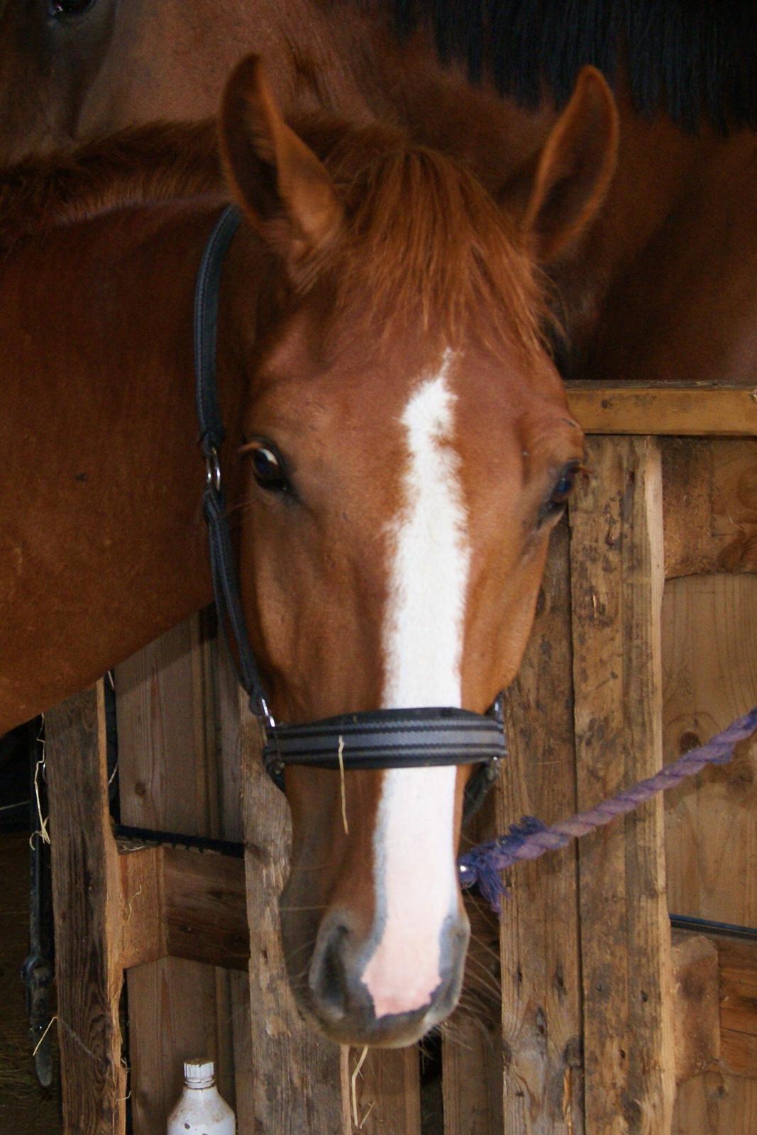 Dansk Varmblod Dahl's kenzo billede 11