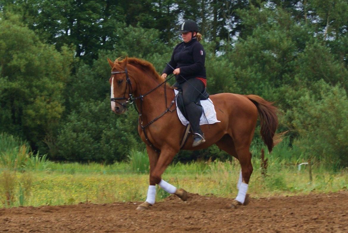 Dansk Varmblod Dahl's kenzo billede 12