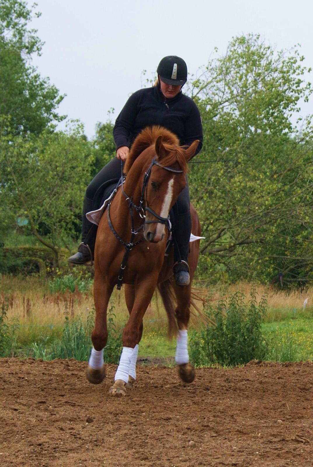 Dansk Varmblod Dahl's kenzo billede 13