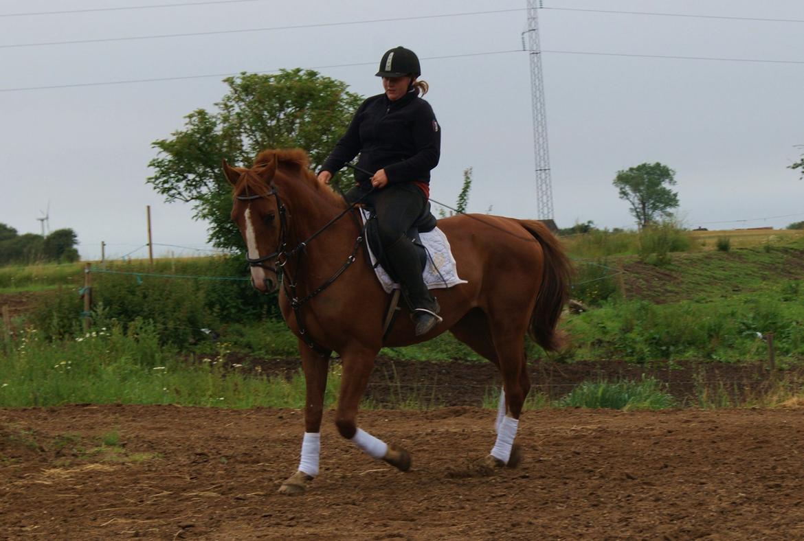 Dansk Varmblod Dahl's kenzo billede 14