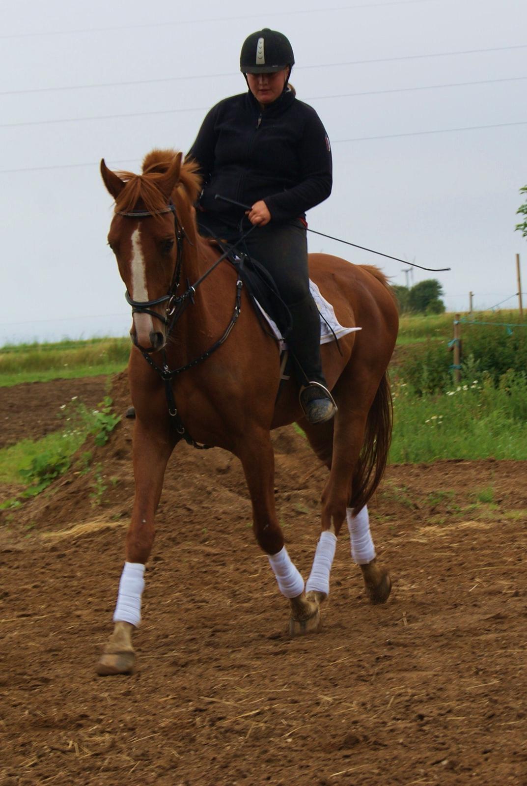 Dansk Varmblod Dahl's kenzo billede 15