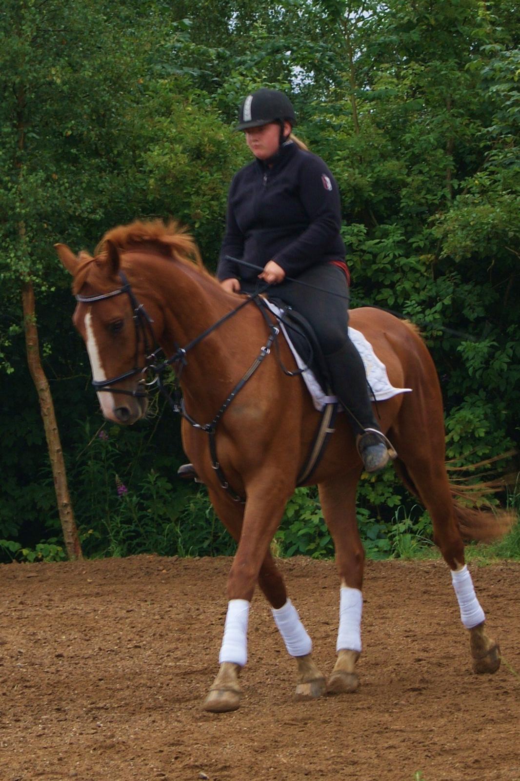 Dansk Varmblod Dahl's kenzo billede 16