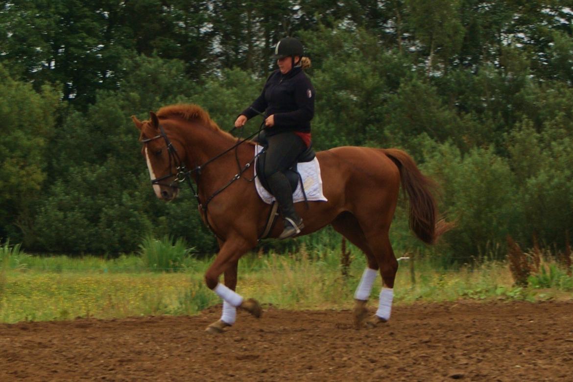 Dansk Varmblod Dahl's kenzo billede 17