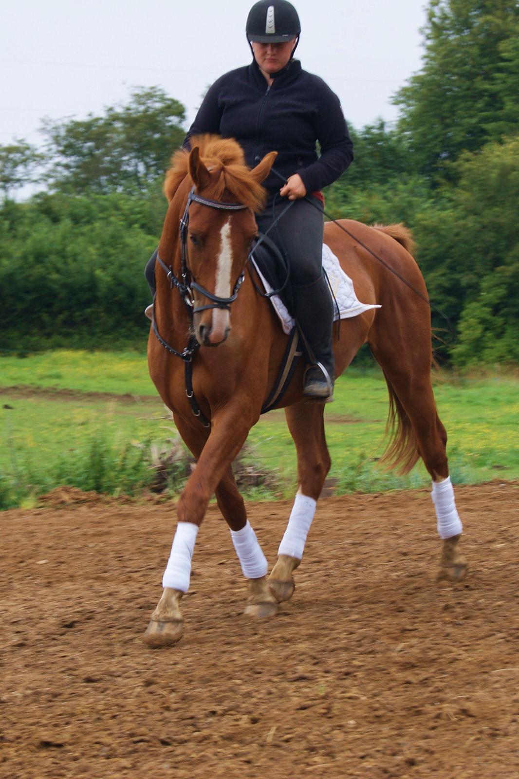 Dansk Varmblod Dahl's kenzo billede 18