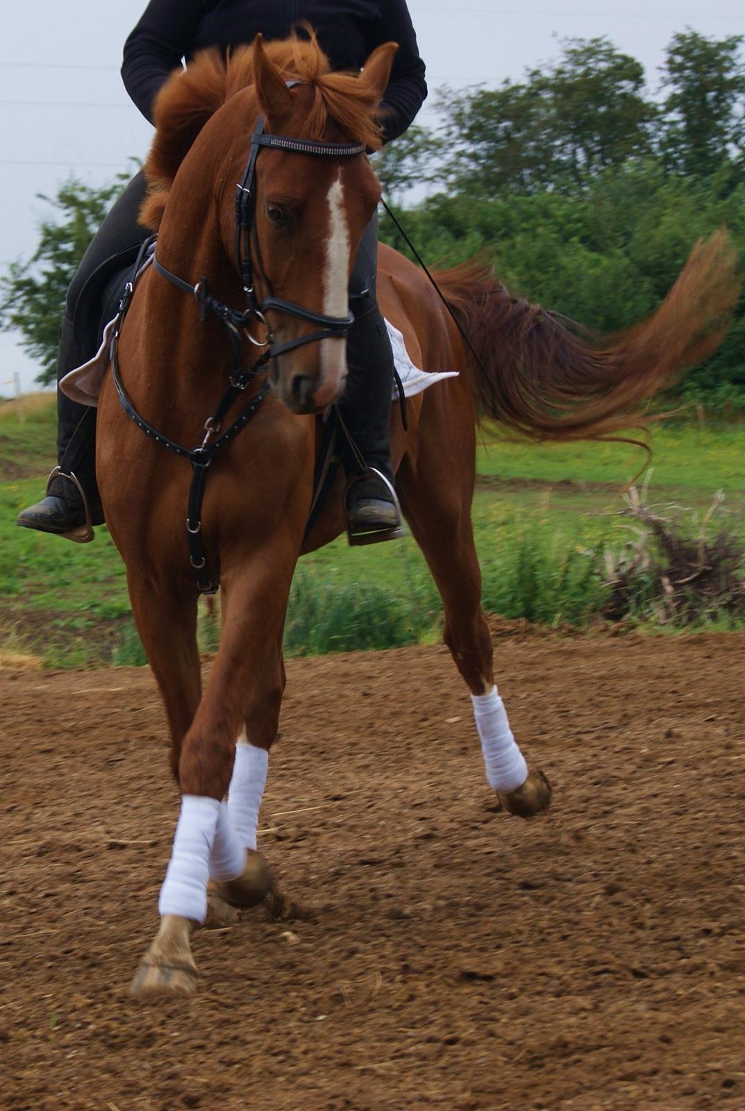 Dansk Varmblod Dahl's kenzo billede 19