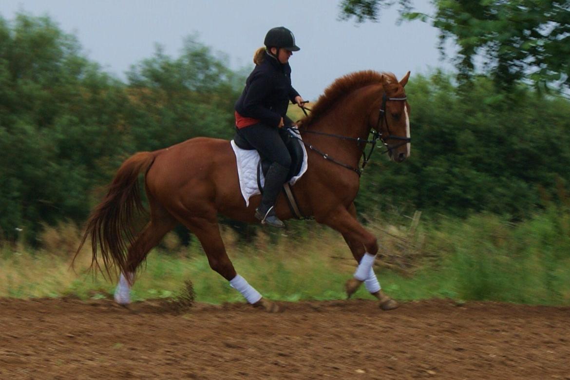 Dansk Varmblod Dahl's kenzo billede 20